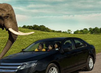 Six Flags Safari | I-95 Exit Guide